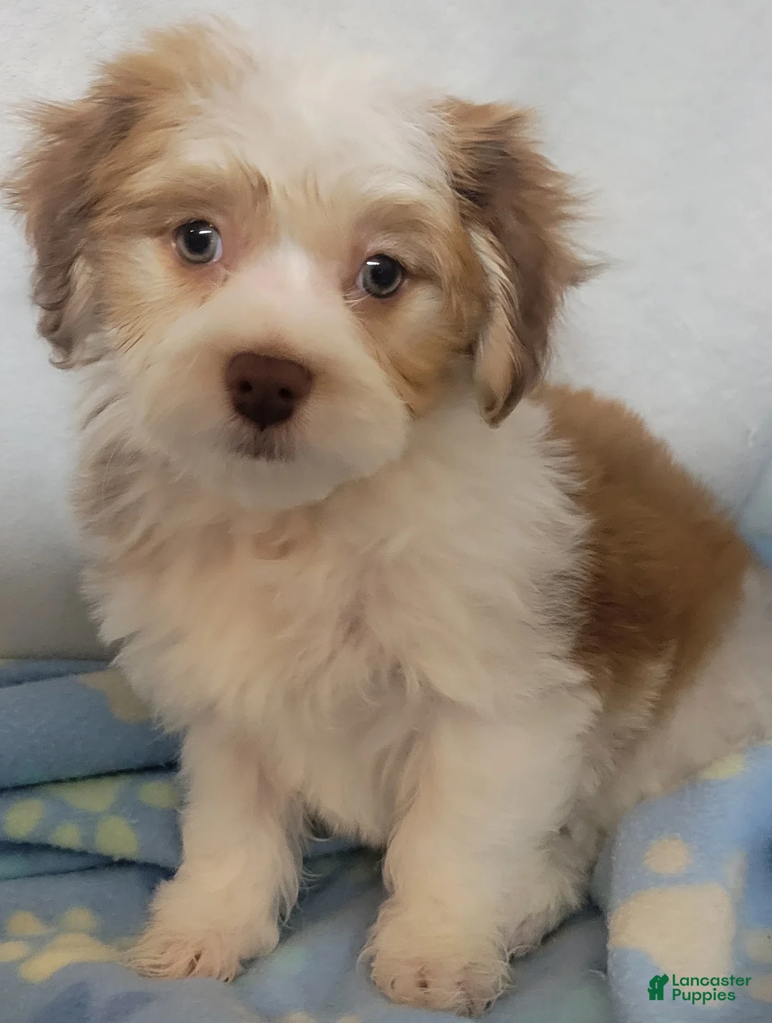 Mixed Breed dogs for sale:  coco1 - Ad 1