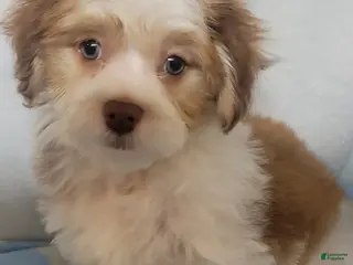 Mixed Breed dogs coco1 - Ad 7