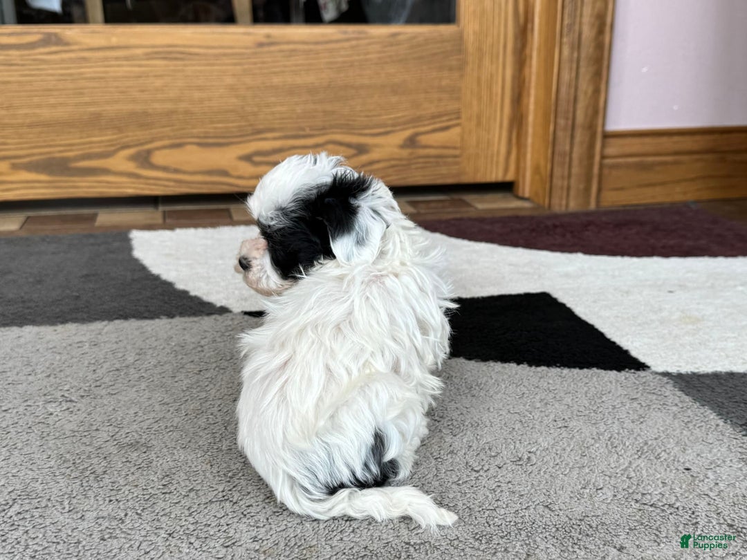 Havanese dogs for sale: Leona - Ad 5