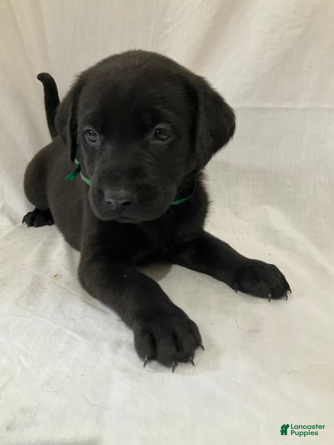 Labrador Retriever dogs for sale: Mia - Ad 2