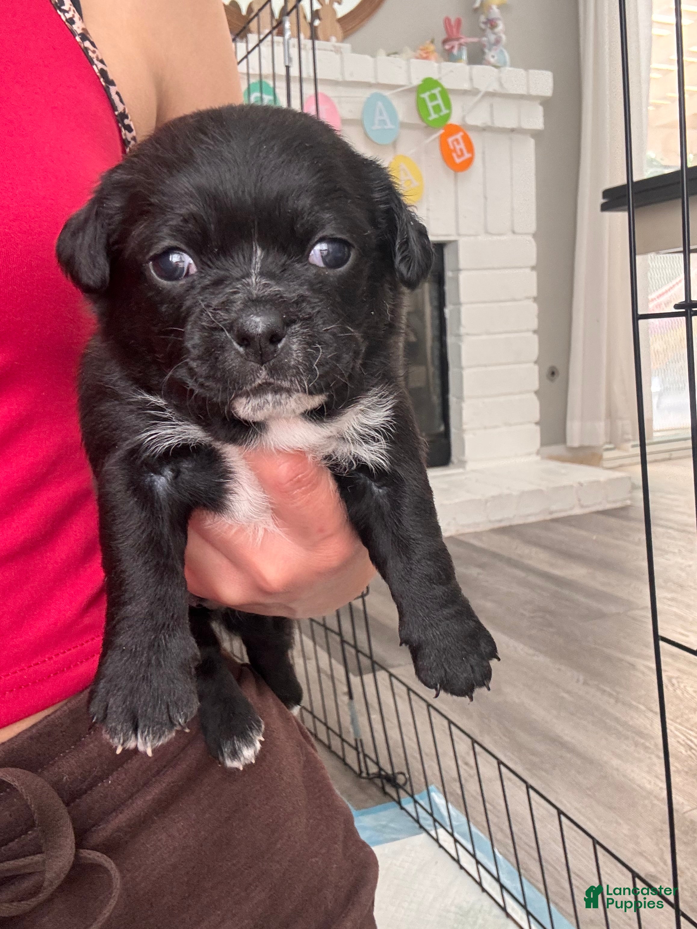 Mixed Breed dogs Mixed Breed Puppy 3 - Ad 7