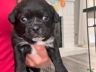 Mixed Breed dogs Mixed Breed Puppy 3 - Ad 24