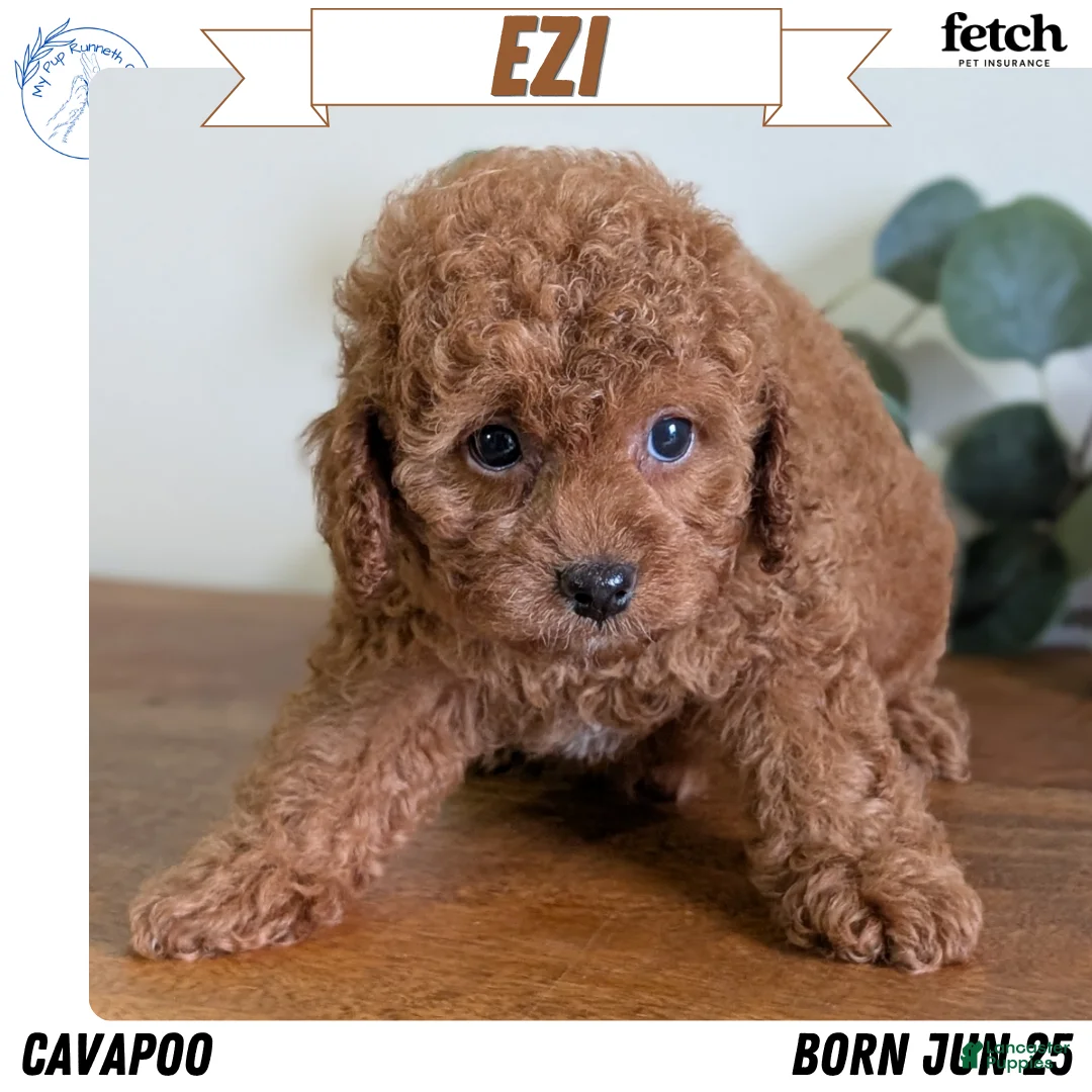 Cavapoo dogs for sale: Ezi - Ad 1