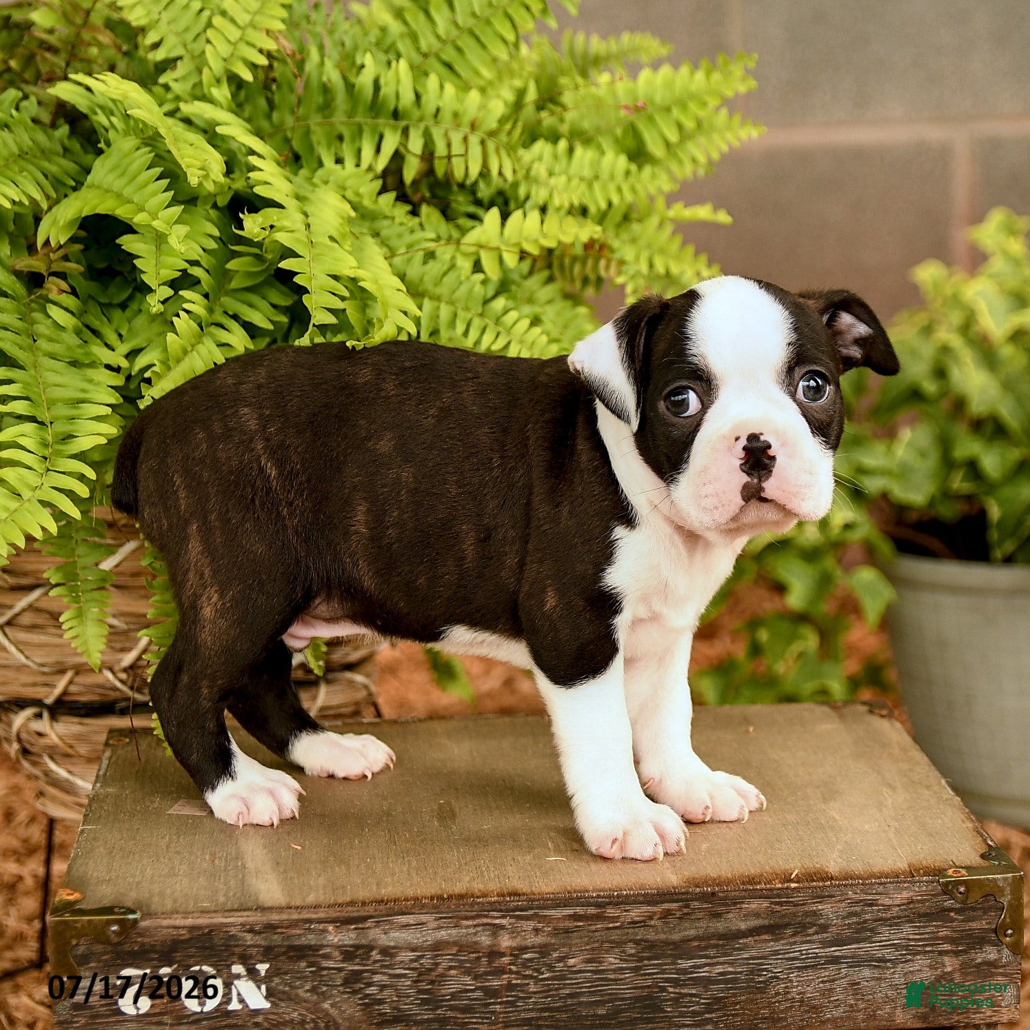Boston Terrier dogs Dalton - Ad 2