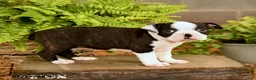 Boston Terrier dogs for sale: Dalton - Ad 2