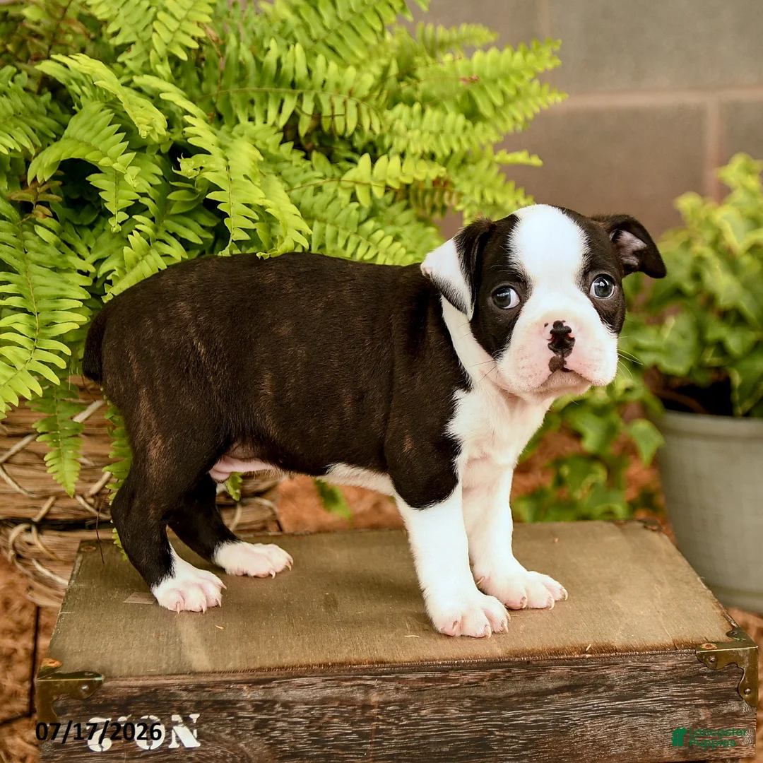 Boston Terrier dogs for sale: Dalton - Ad 2