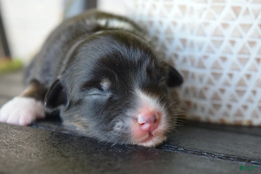 Australian Shepherd dogs for sale: Meadow - Ad 1