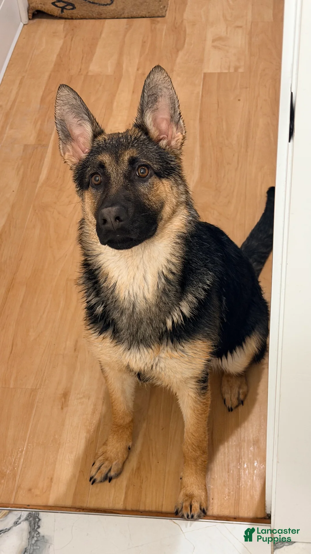 German Shepherd dogs for sale: Mocha - Ad 2