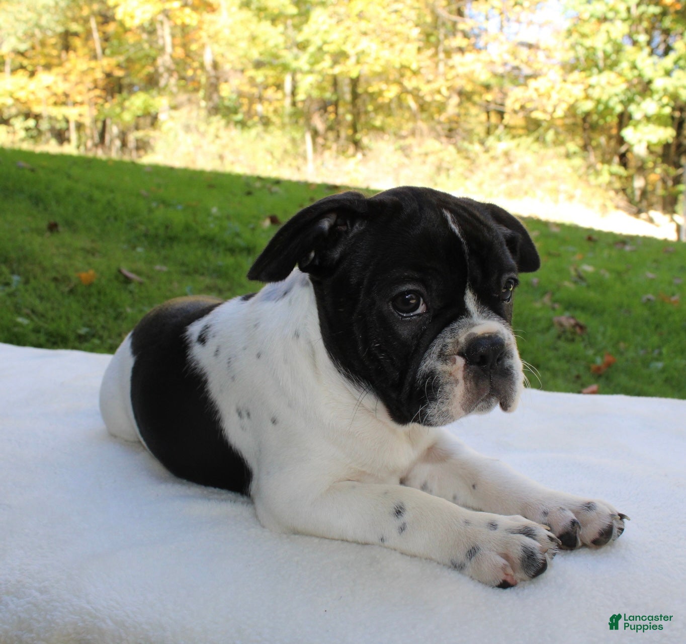 Frenchton dogs Cooper  - Ad 1