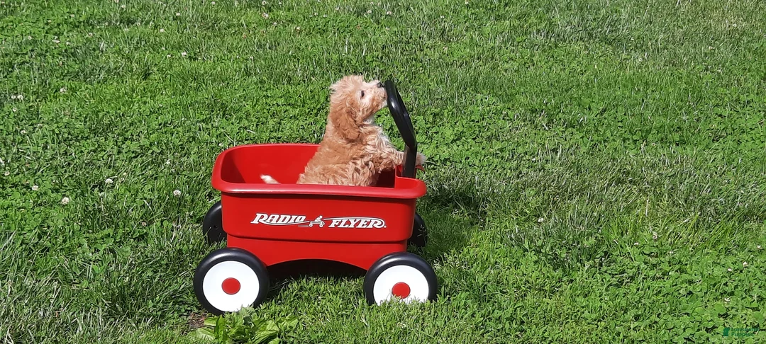 Cavapoo dogs for sale: Cavapoo Puppy 4 - Ad 2