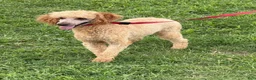 Miniature Poodle dogs for sale: Ben - Ad 3