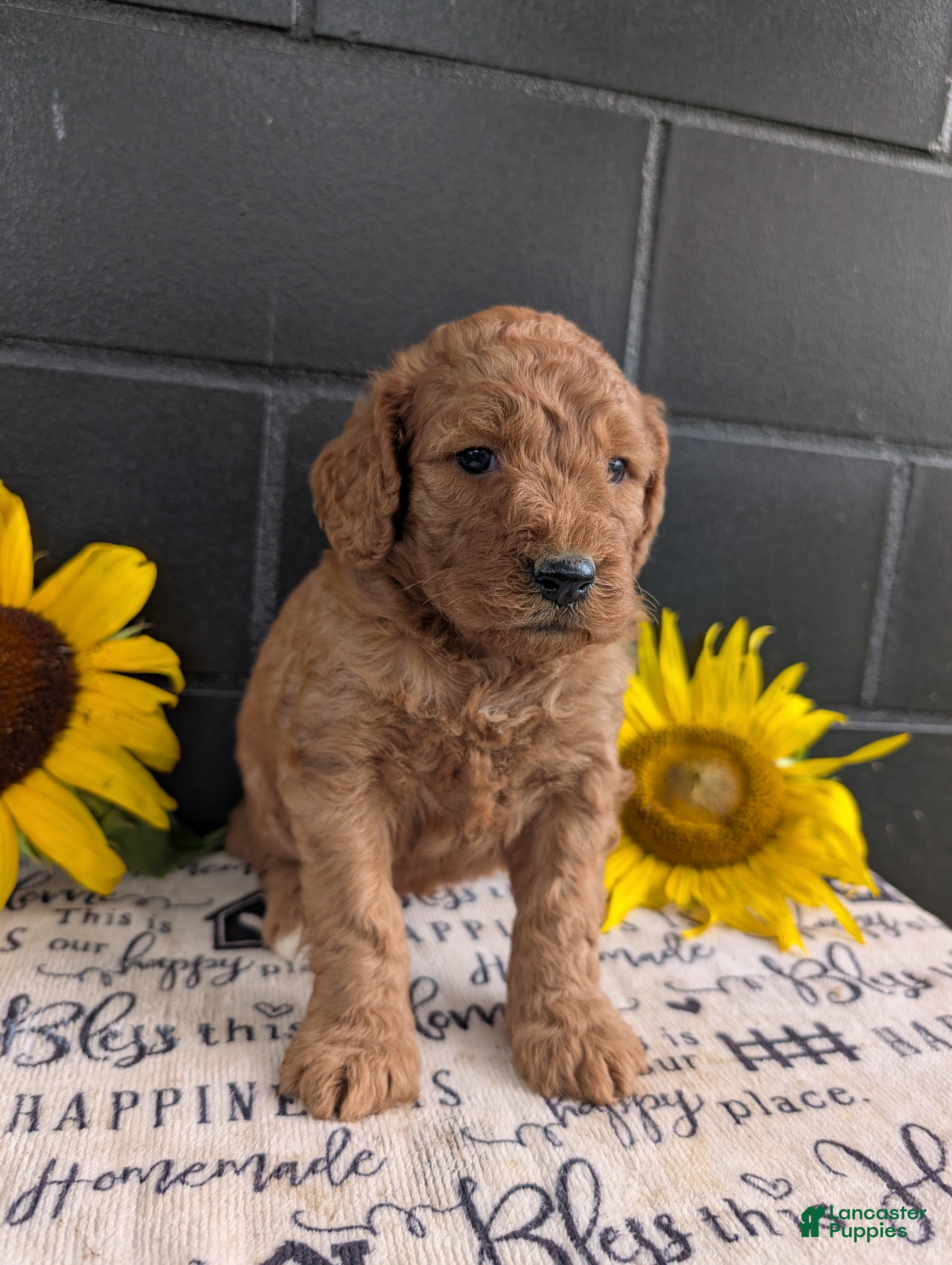 Goldendoodle dogs Lolly  - Ad 2