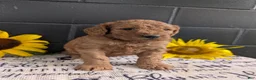 Goldendoodle dogs for sale: Lolly  - Ad 2