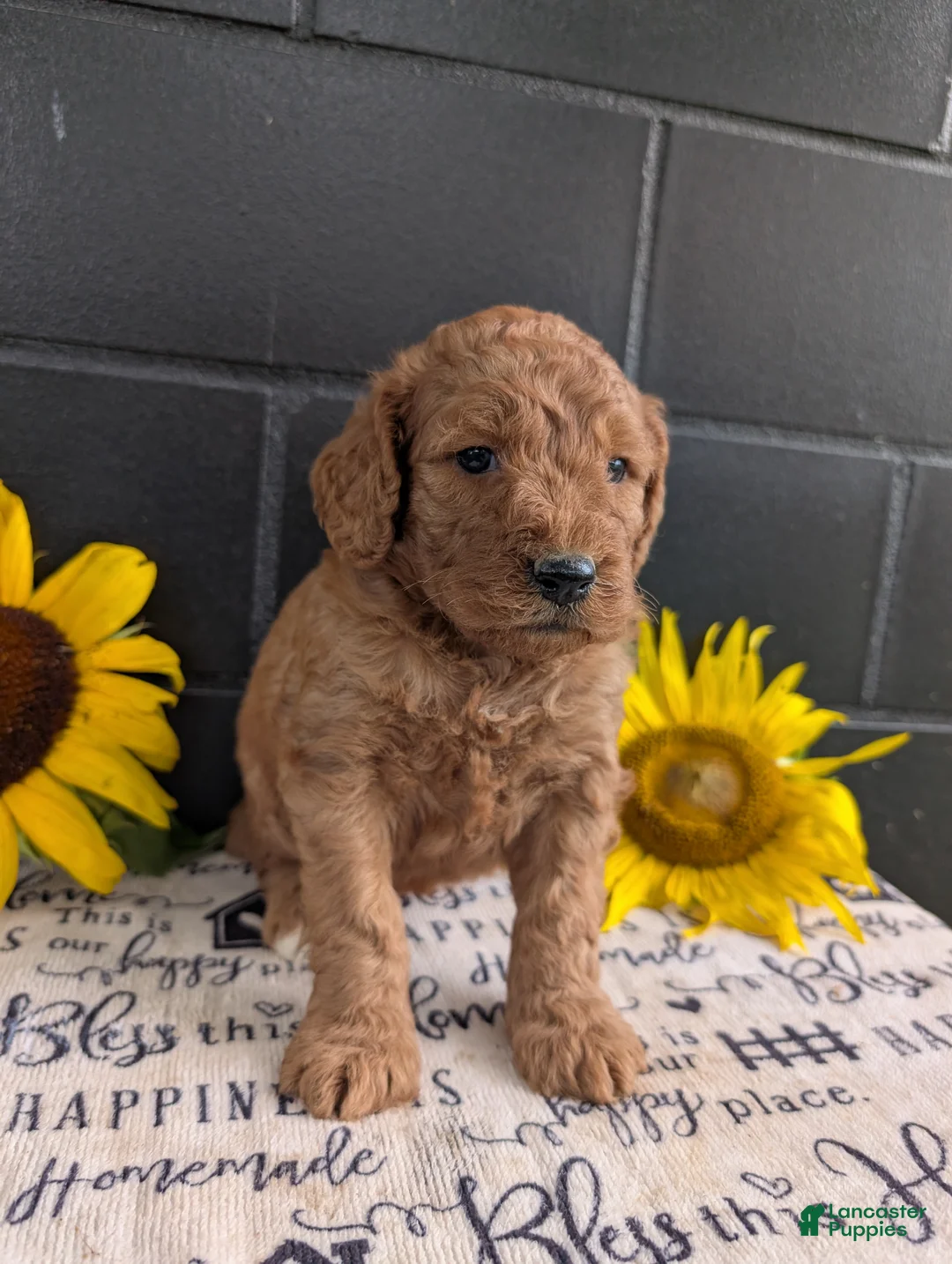 Goldendoodle dogs for sale: Lolly  - Ad 2