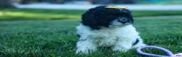 Cavapoo dogs for sale: Gracie  - Ad 10