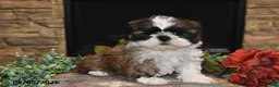 Shih Tzu dogs for sale: Chloe - Ad 1