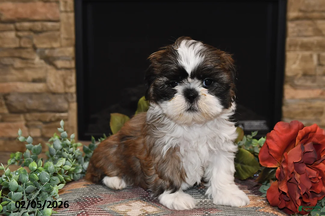 Shih Tzu dogs for sale: Chloe - Ad 1