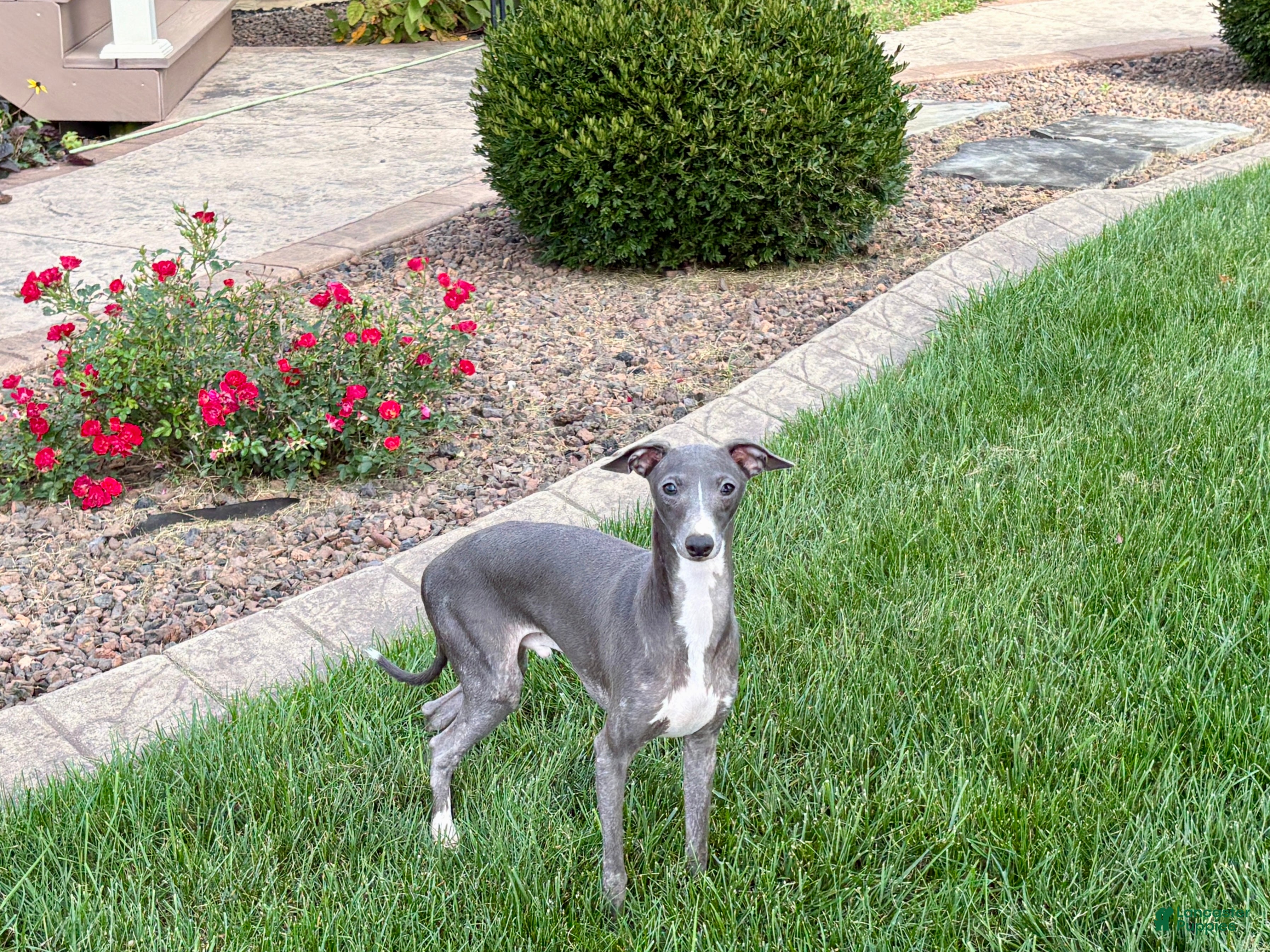 Italian Greyhound dogs for sale: Robbie - Ad 1