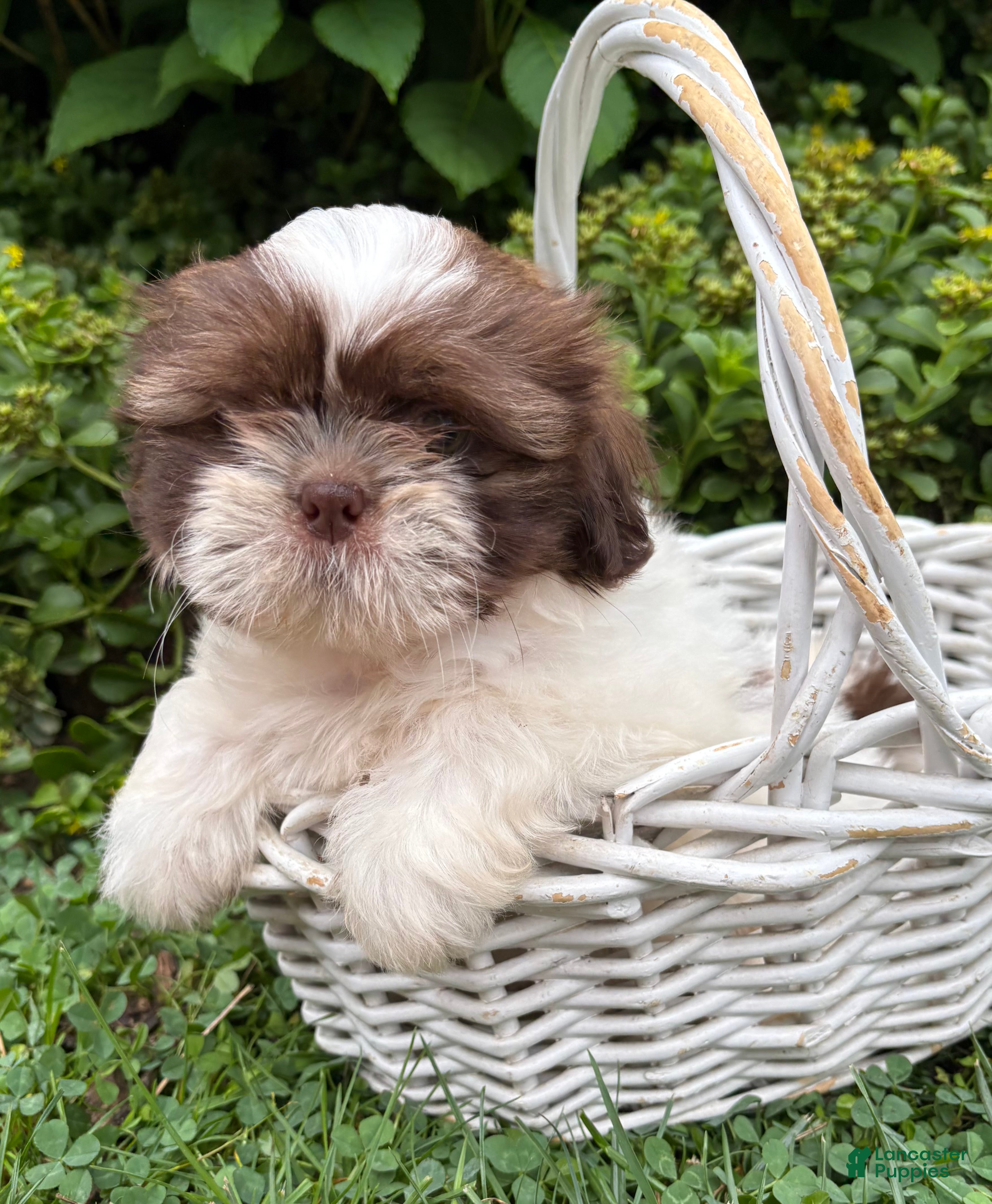 Shih Tzu dogs Belle - Ad 2