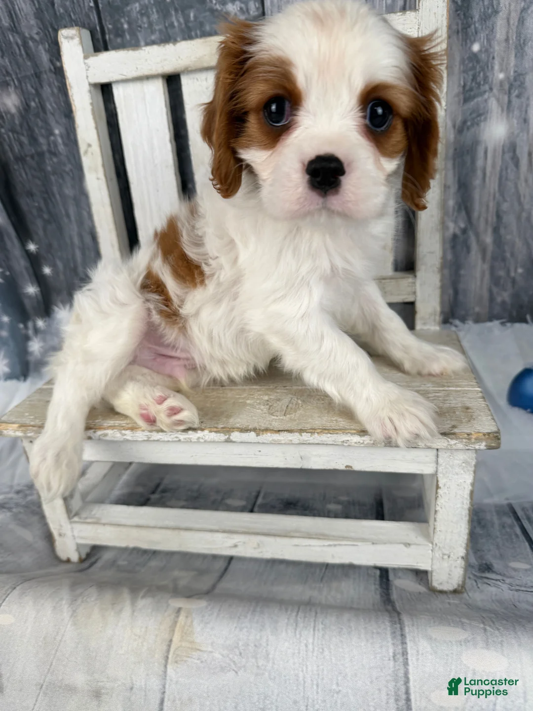 Cavalier King Charles Spaniel dogs for sale: Rascal - Ad 3