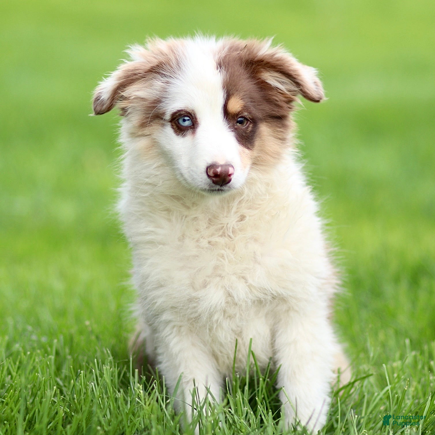 Miniature Australian Shepherd dogs Jane - Ad 2