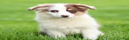 Miniature Australian Shepherd dogs for sale: Jane - Ad 2