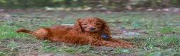 Goldendoodle dogs for sale: Braxton - Ad 1