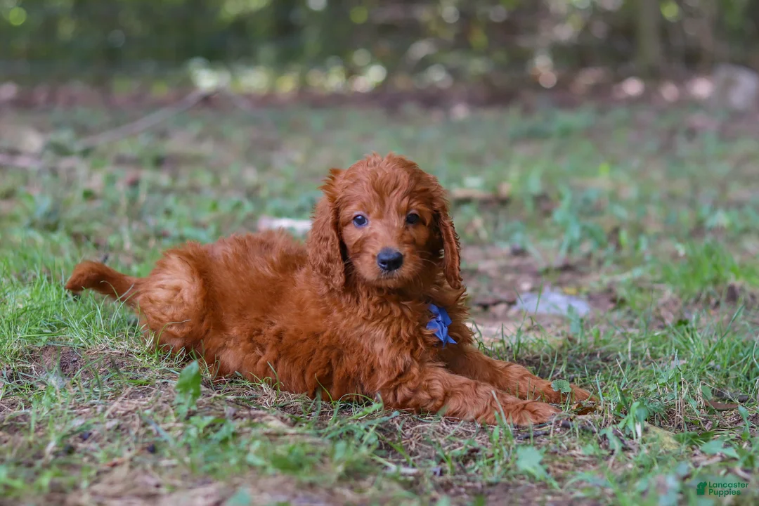 Goldendoodle dogs for sale: Braxton - Ad 1