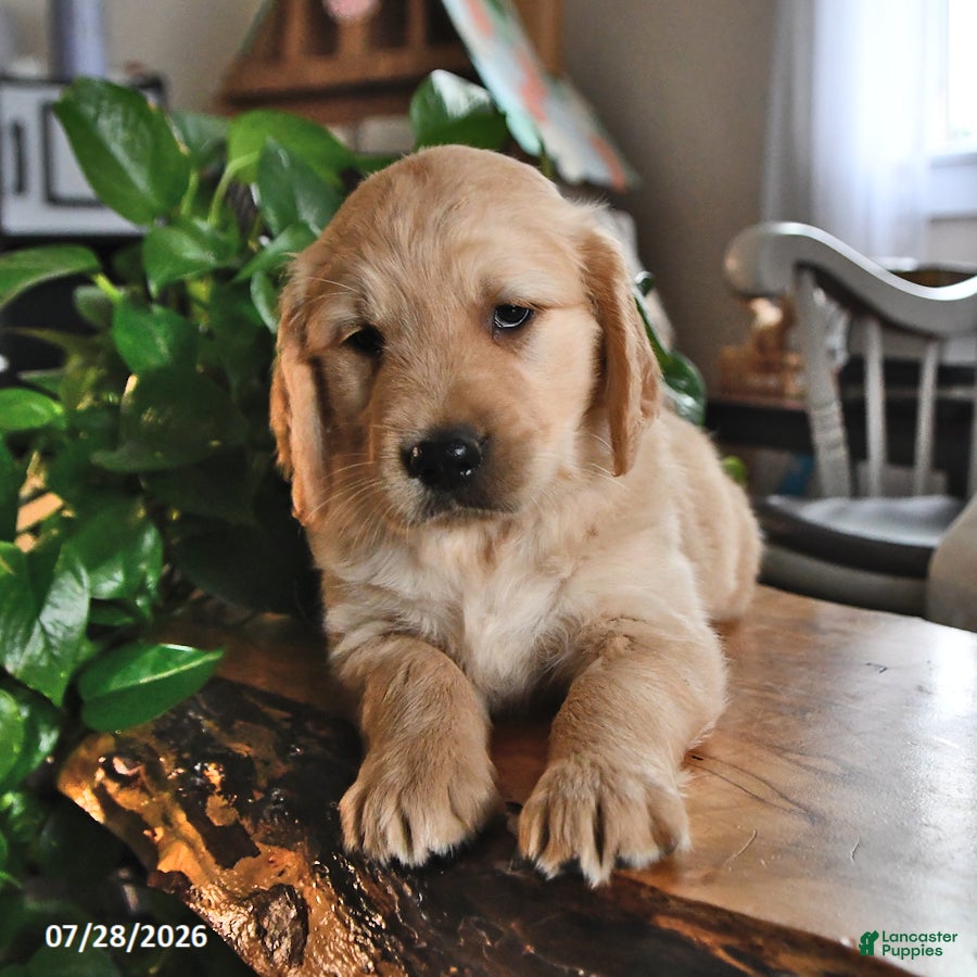 Mixed Breed dogs Teddy - Ad 1