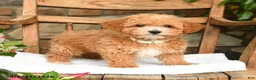 Bichpoo dogs for sale: Jerry - Ad 3