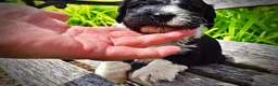 Havapoo dogs for sale: Savvy - Ad 9