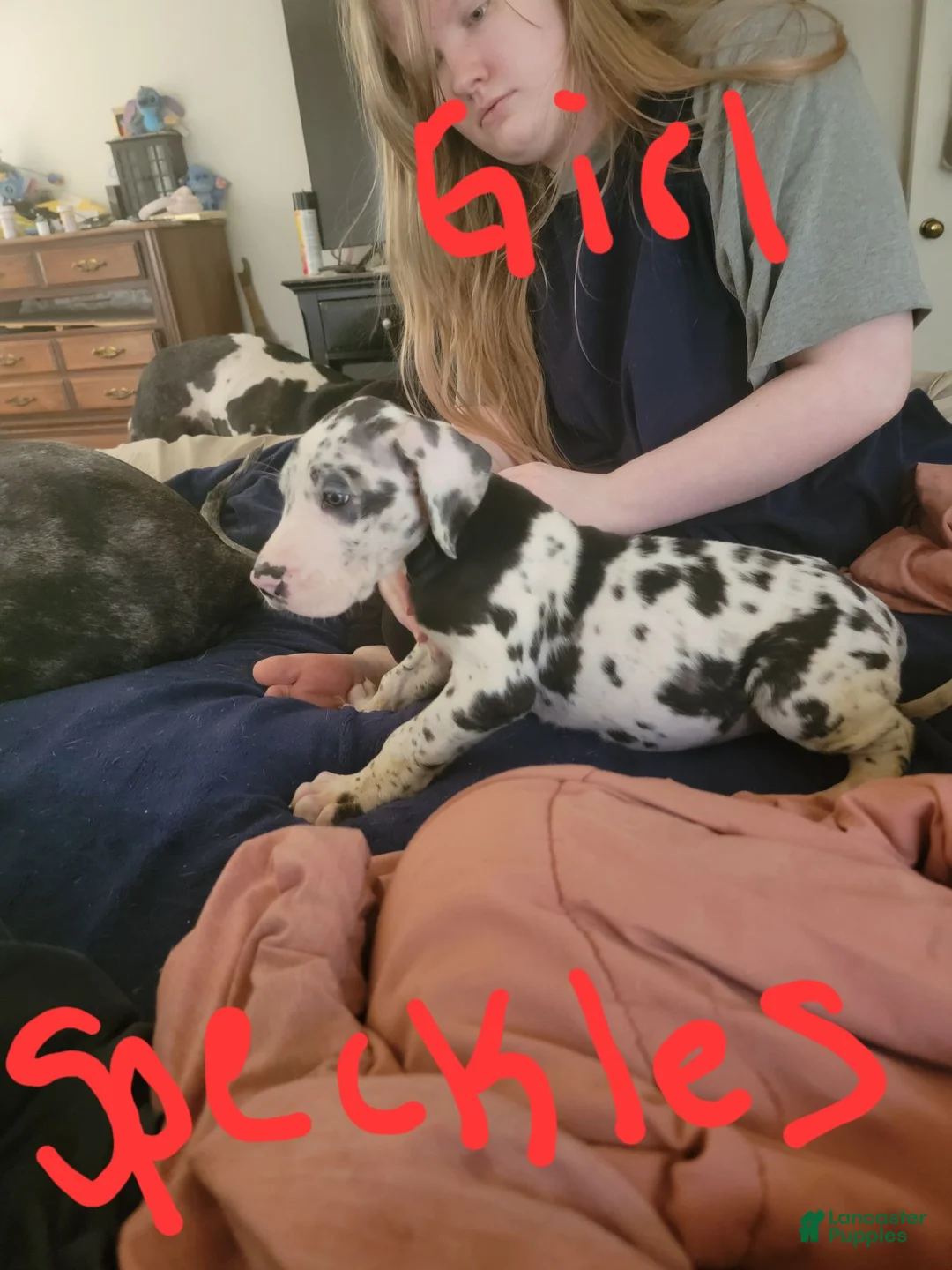 Great Dane dogs for sale: Great Dane 9 - Ad 2