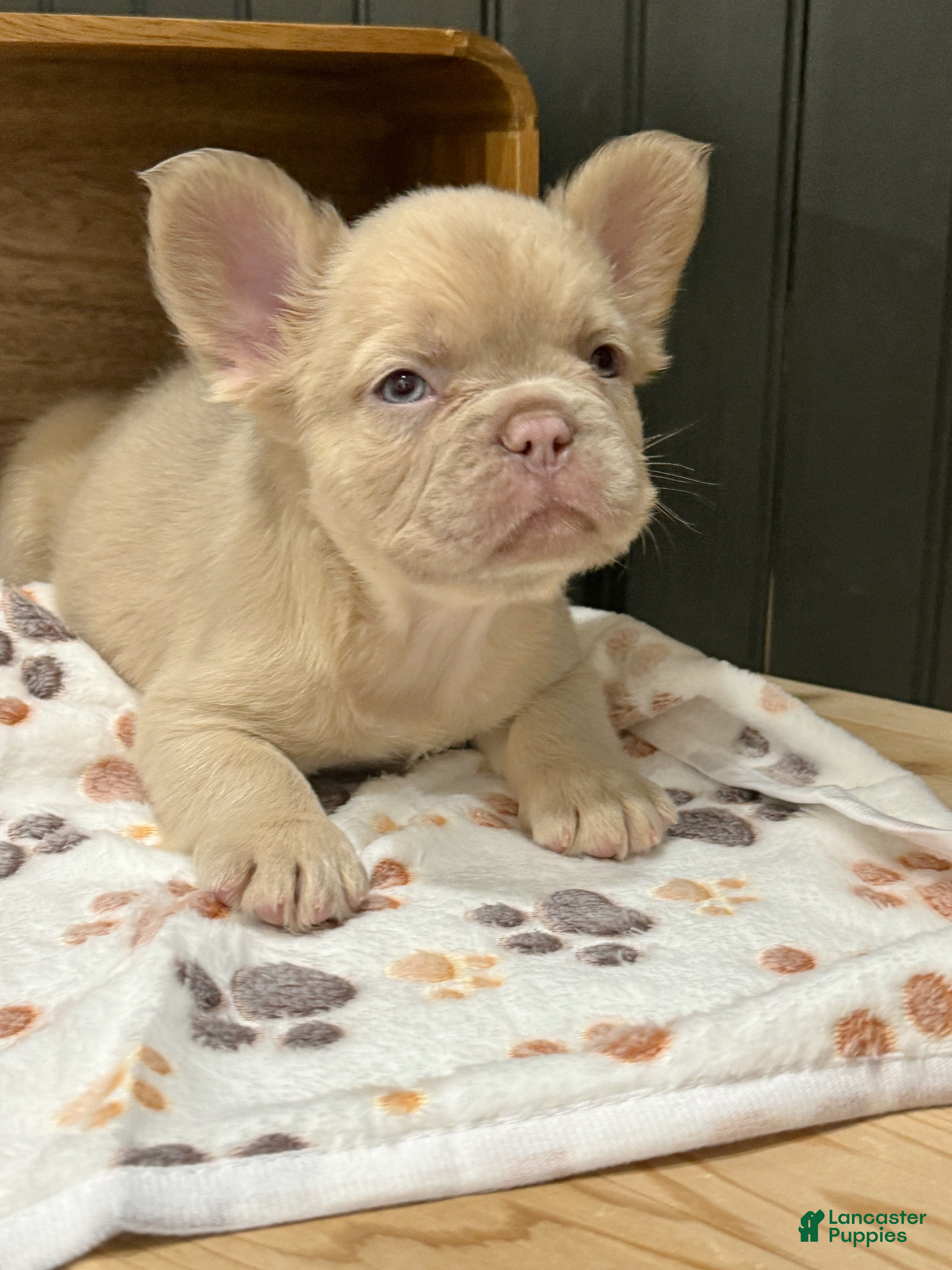French Bulldog dogs for sale: King George - Ad 38