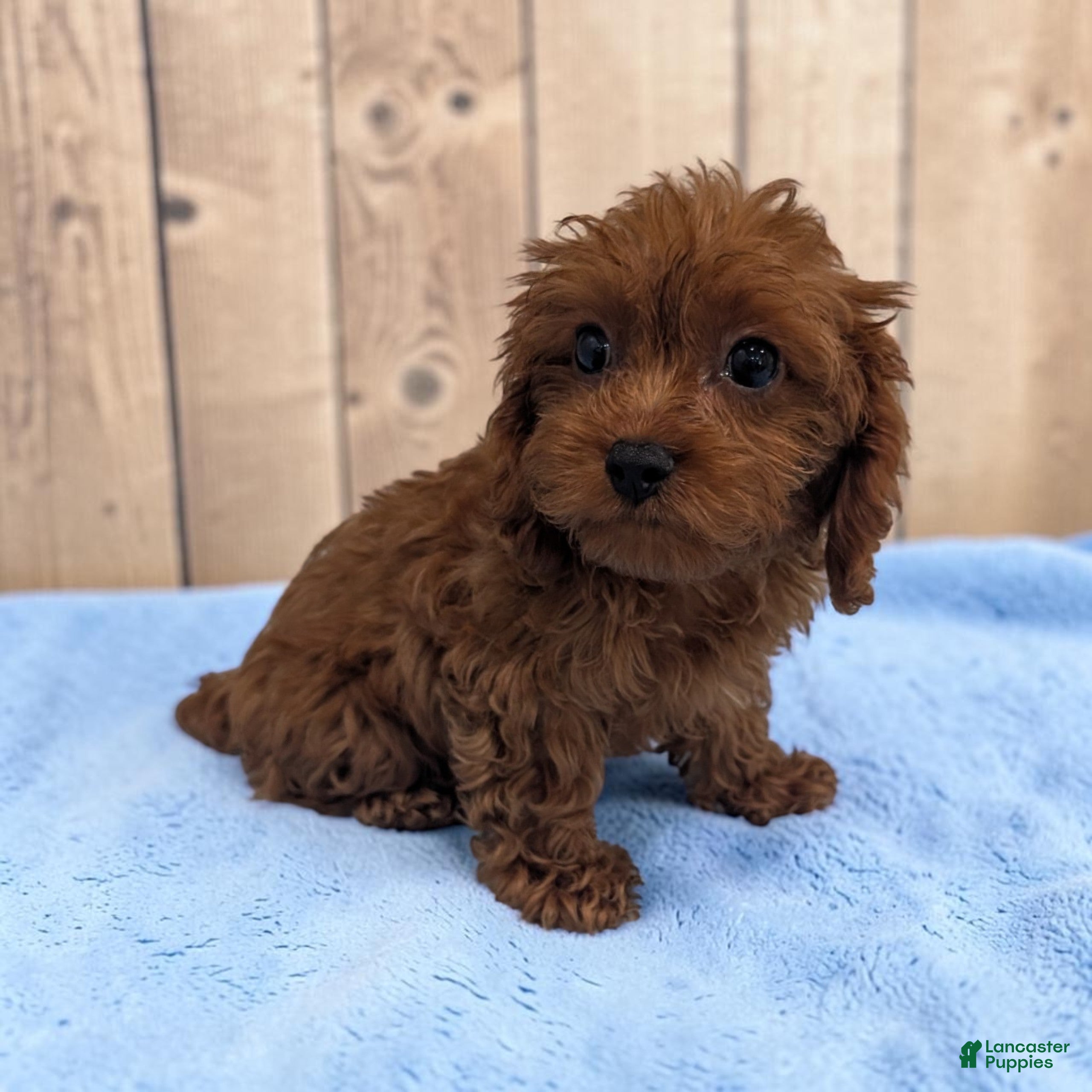 Cavapoo dogs Aero - Ad 1