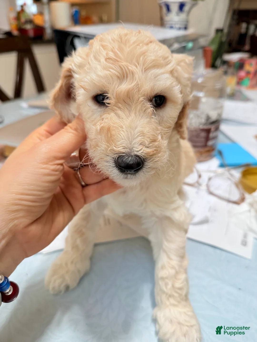 Standard Poodle dogs for sale: Standard Poodle Puppy 6 - Ad 3