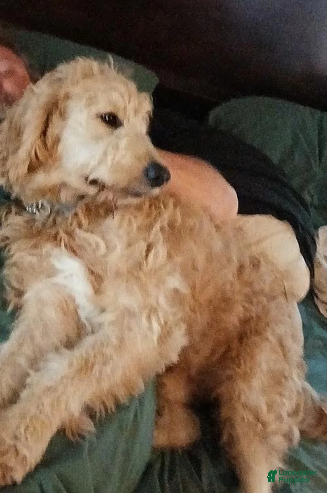 Goldendoodle dogs for stud: Prince Stud - Ad 4