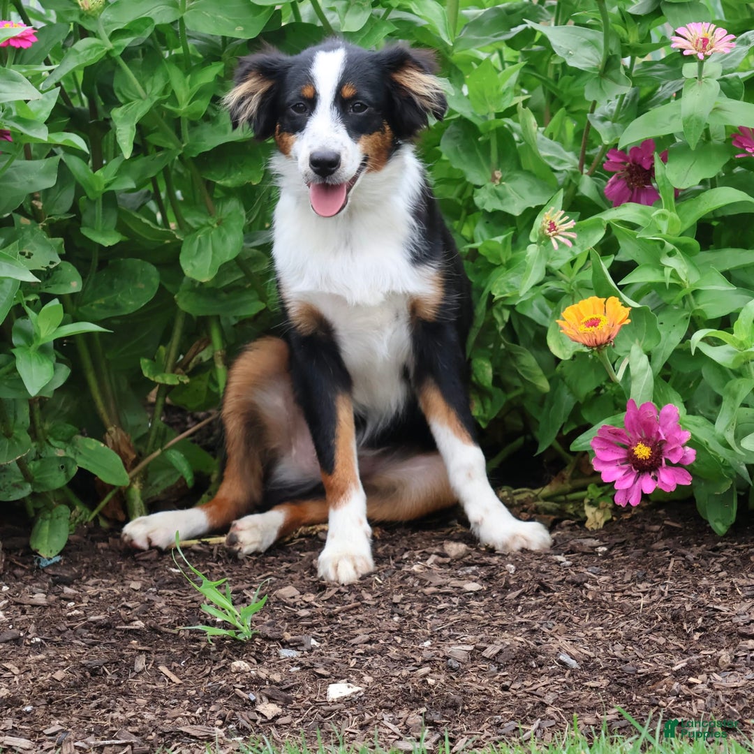 Month Minute Australian Shepherd Miniature Australian Shepherd