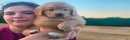 Golden Retriever dogs for sale: Katalina - Ad 1