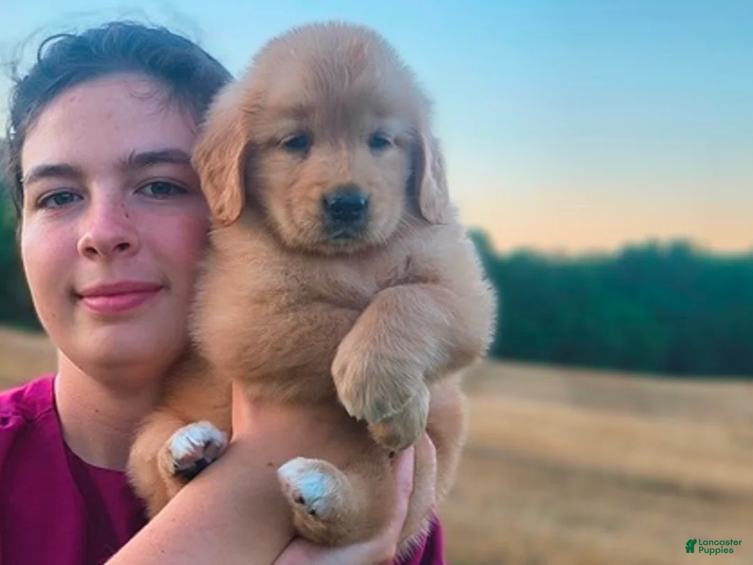 Golden Retriever dogs for sale: Katalina - Ad 1