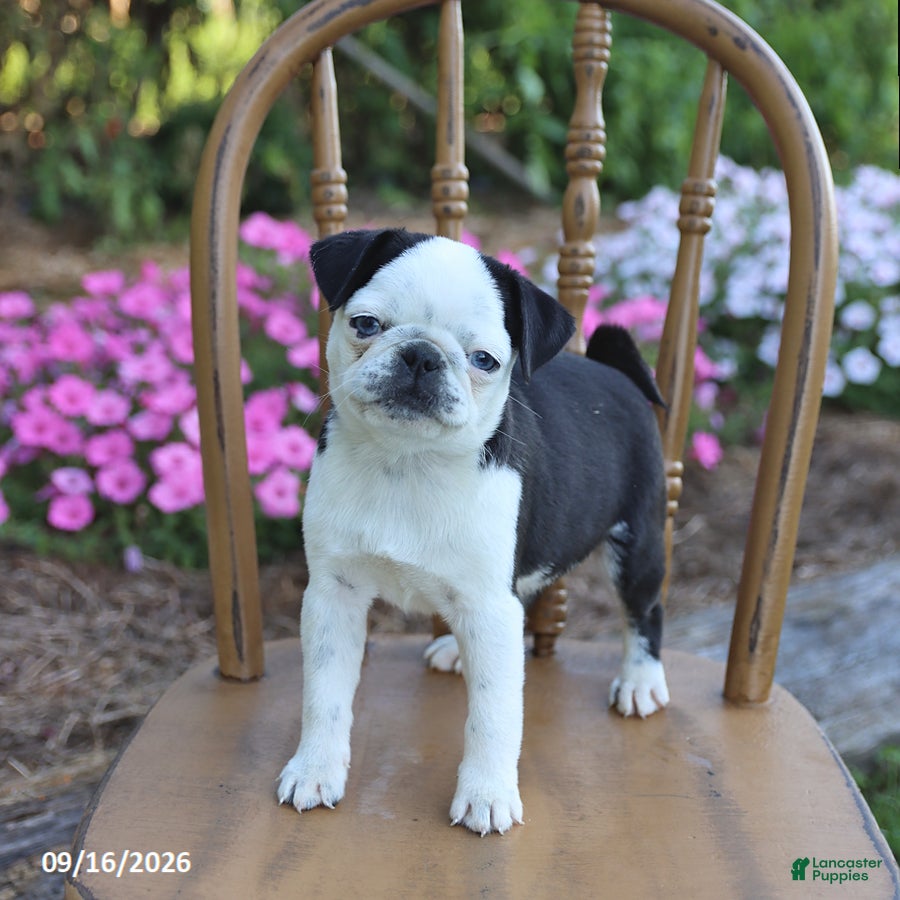 Pug dogs Sweetie - Ad 2