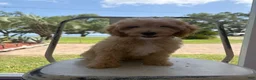 Goldendoodle dogs for sale: Gracie - Ad 1
