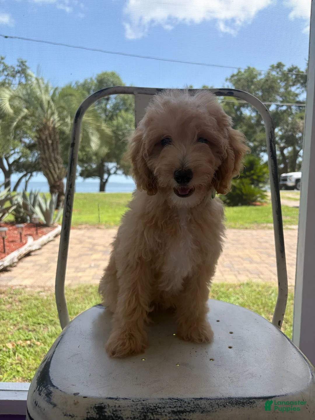 Goldendoodle dogs for sale: Gracie - Ad 1