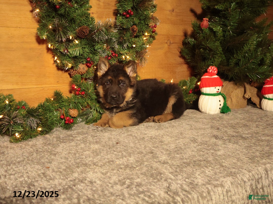 German Shepherd dogs for sale: Dasher - Ad 2