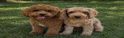 Cavapoo dogs for sale: Gus - Ad 6
