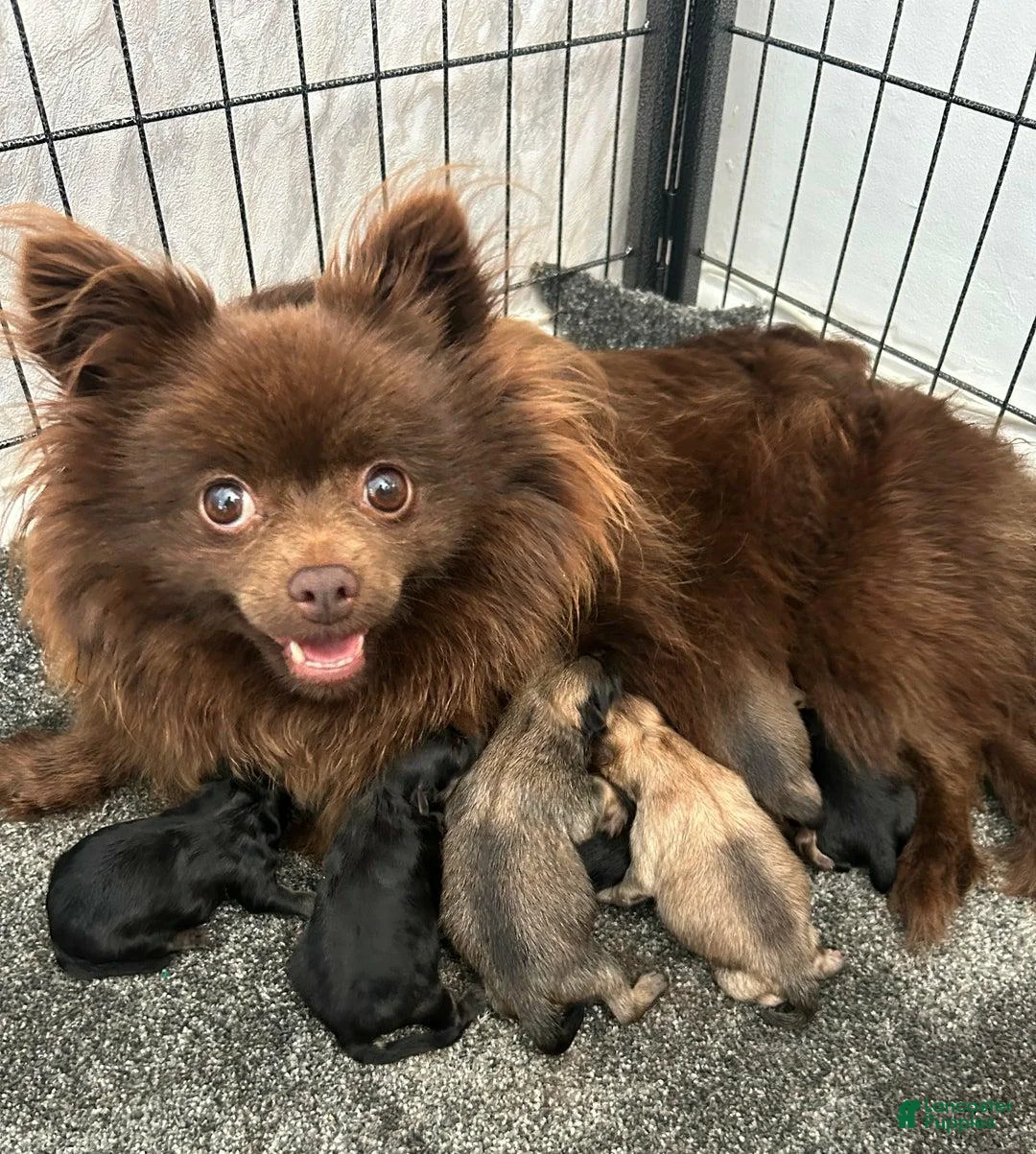 Pomeranian dogs for sale: Elsy - Ad 2