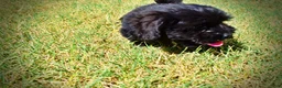 Havapoo dogs for sale: Kipper - Ad 15