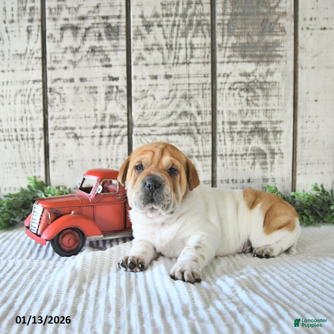 Mini Hippo dogs for sale: Dakota - Ad 5