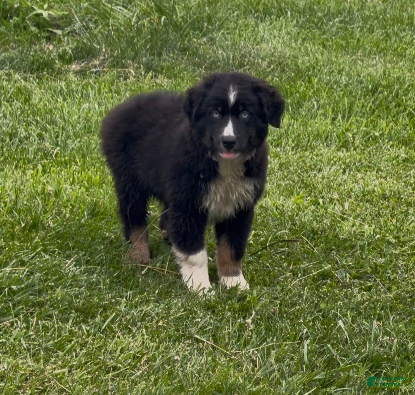 Australian Shepherd dogs Australian Shepherd Puppy 6 - Ad 1