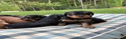 Mini Aussiedoodle dogs for sale: Fudge - Ad 3