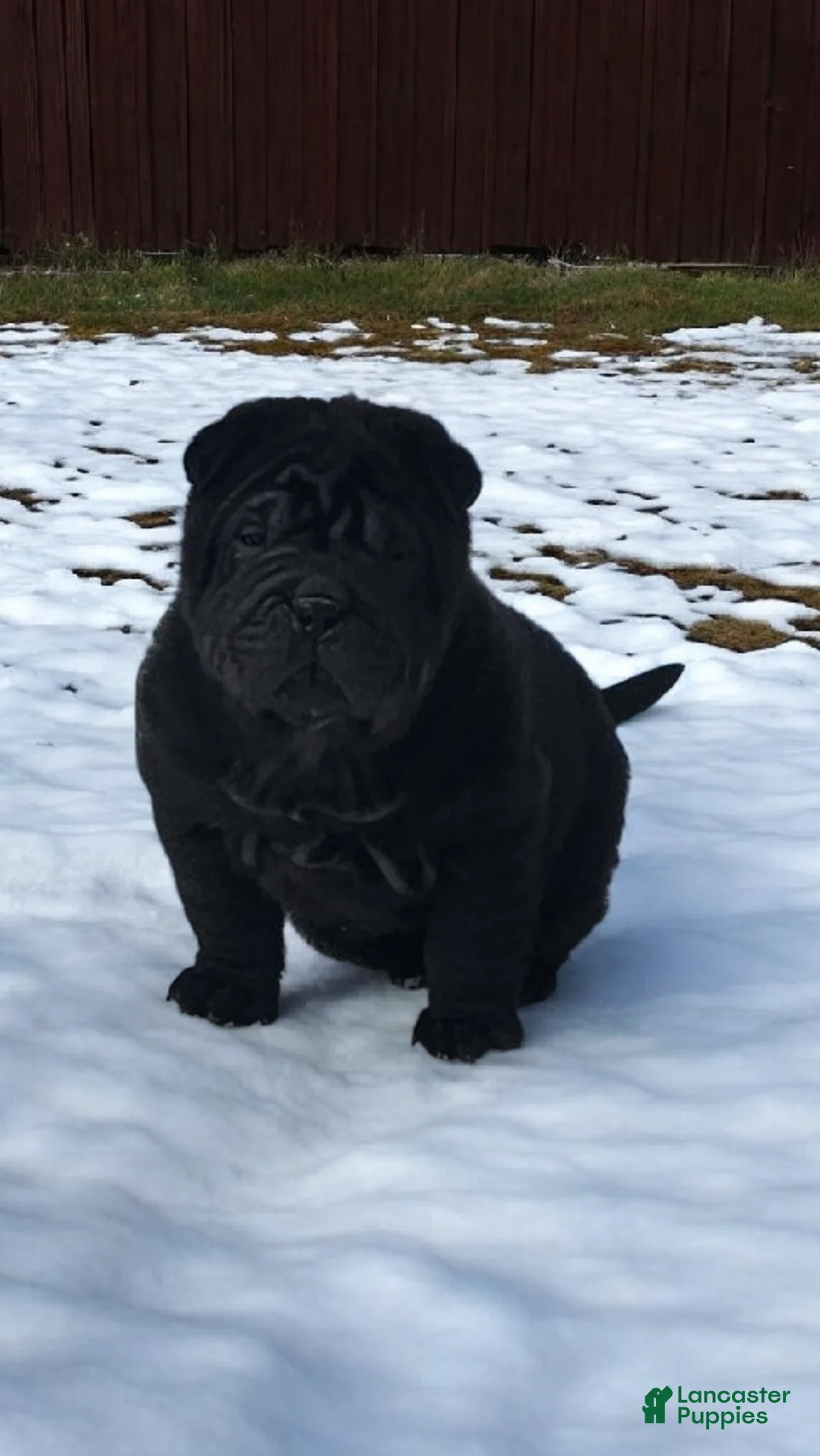 Shar Pei dogs for sale: Raven mini  - Ad 6